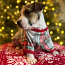 Thumbnail photo of Lucy #2