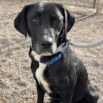 Thumbnail photo of Oreo #3