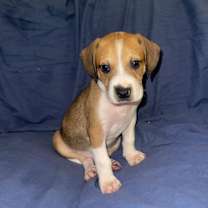 Thumbnail photo of Dulce #1