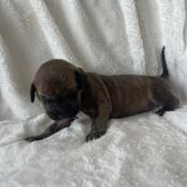 Thumbnail photo of Marzipan #4