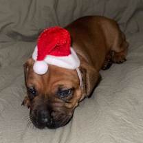 Thumbnail photo of Churro #2