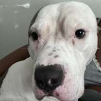 Thumbnail photo of Samson #2