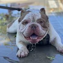 Thumbnail photo of Gizmo #1