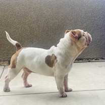 Thumbnail photo of Gizmo #2