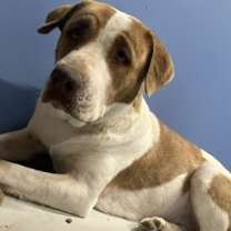 Thumbnail photo of Uma* #4