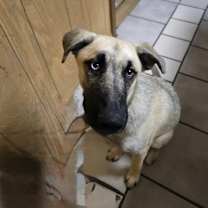 Thumbnail photo of Sophie #3