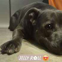 Thumbnail photo of JELLY ROLL #2
