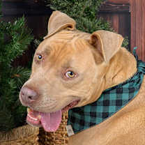 Thumbnail photo of Martian #1