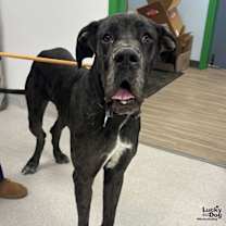 Thumbnail photo of Hawkeye #1