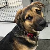 Thumbnail photo of BUBBA #1