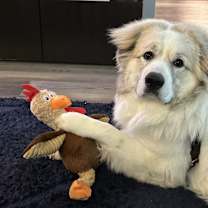 Thumbnail photo of Koda #4