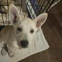 Thumbnail photo of Bunny #2