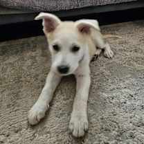 Thumbnail photo of Sonny #3