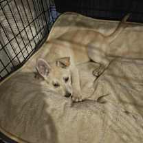 Thumbnail photo of Sonny #2