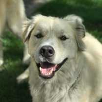 Thumbnail photo of Diamond Courtesy Listing #1