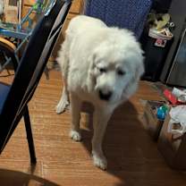 Thumbnail photo of Kingston #1