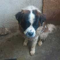 Thumbnail photo of Milo #2