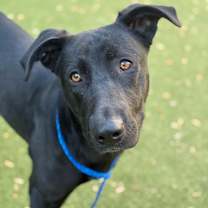 Thumbnail photo of Junie B  #1