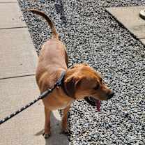 Thumbnail photo of Archie #4