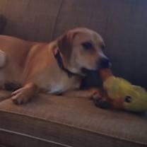 Thumbnail photo of Archie #1