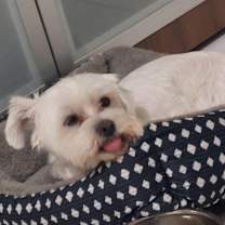 Thumbnail photo of Snowy #3