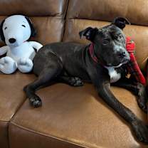 Thumbnail photo of Snickers #1