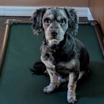 Thumbnail photo of Milo #3