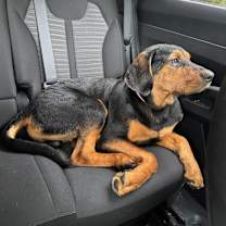 Thumbnail photo of Waylon #2