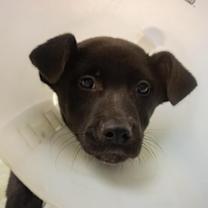 Thumbnail photo of Turkey (FOSTERED LOCALLY) #3