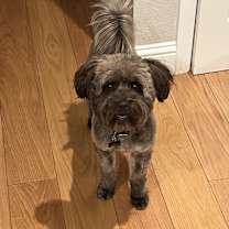 Thumbnail photo of Coco #1