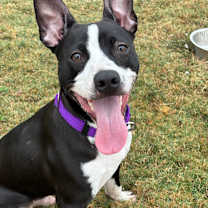 Thumbnail photo of Rufus #2