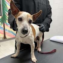 Thumbnail photo of Scrappy #2