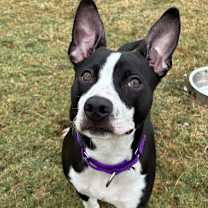 Thumbnail photo of Rufus #4