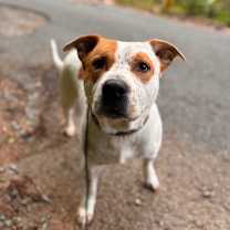 Thumbnail photo of Maxwell #4