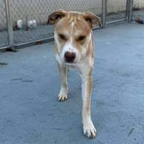 Thumbnail photo of Boogie #2