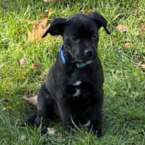 Thumbnail photo of Beau #1