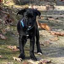 Thumbnail photo of Beau #2