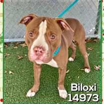 Thumbnail photo of Biloxi (801) #1