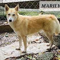 Thumbnail photo of Marilyn #1