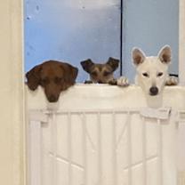 Thumbnail photo of Frida #3