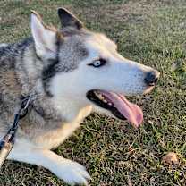 Thumbnail photo of Thunder #2