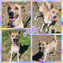 Thumbnail photo of Molly #4