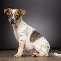 Thumbnail photo of Arrow #1