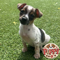 Thumbnail photo of Arrow #4