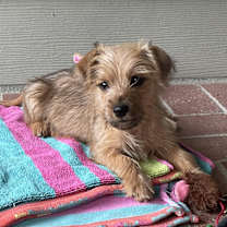 Thumbnail photo of Monroe #1