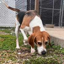 Thumbnail photo of Duke Timber #3