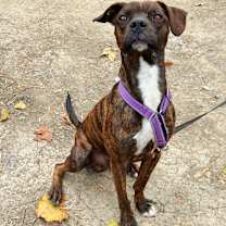 Thumbnail photo of Toby #4