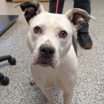 Thumbnail photo of Vesper #2