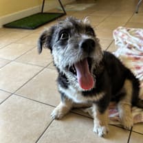 Thumbnail photo of Chikis #4