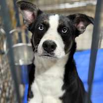 Thumbnail photo of Nex #2